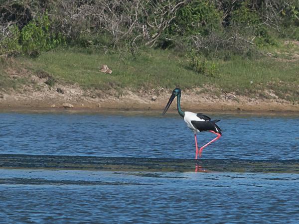 <h3><a href="/trips/srilanka/biota/animalia/chordata/aves/014 ciconiiformes/001 ciconiidae/ephippiorhynchus asiaticus/ephippiorhynchus asiaticus-nl.html">Ephippiorhynchus&nbsp;asiaticus</a> / Black‑necked&nbsp;stork / Zwarthalsooievaar</h3>NIKON D500 met AF-S Nikkor 300mm f/2.8G IF-ED VR II, 1/2500 sec  bij F9.0, ISO 320, afstand 44.6&nbsp;m